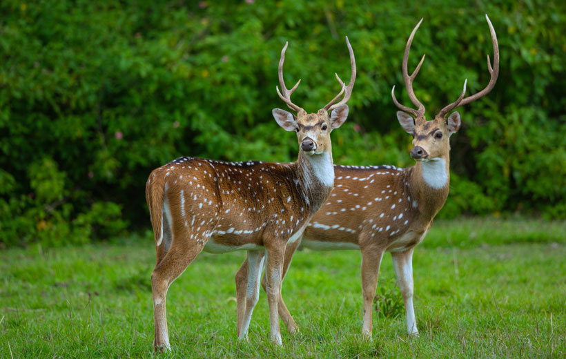 Bangalore, Nagarhole, Mysore & Bandipur - 4 Night / 5 Days